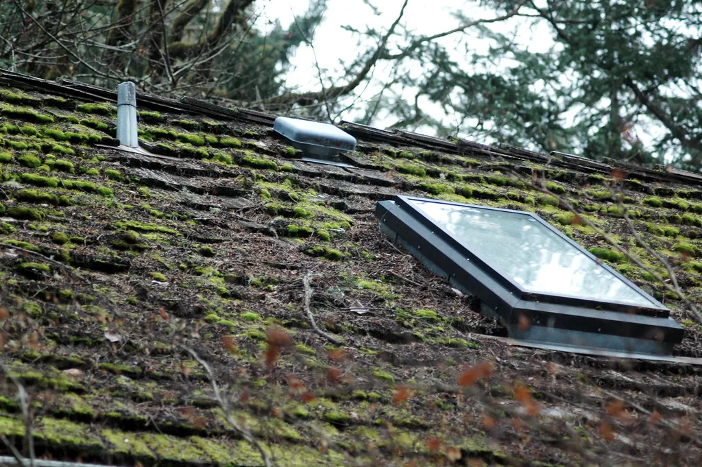 Moss and dark growth on a shingle roof